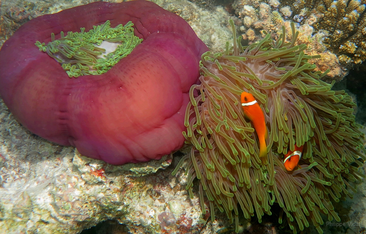 Velidhu - 2013_03_09 - IMG_0300rf_Poisson Clown des Maldives - Amphiprion Nigripe_House reef_pmt.jpg
